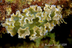 Lettuce Sea Slug-Bonaire-Canon 5D 100 mm macro by Richard Goluch 